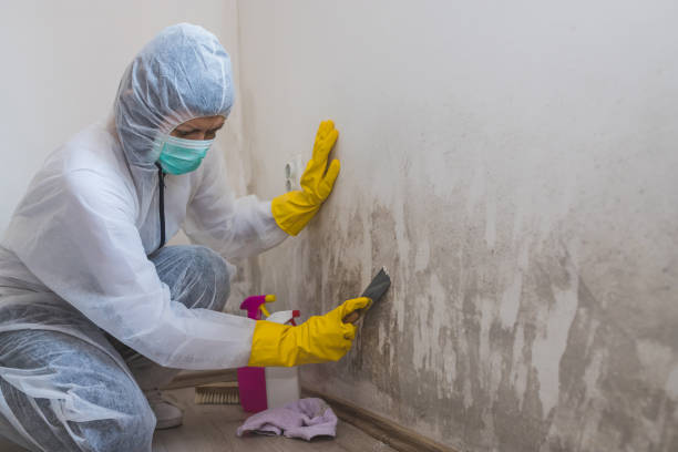 Mold Odor Removal Services in Indianola, WA